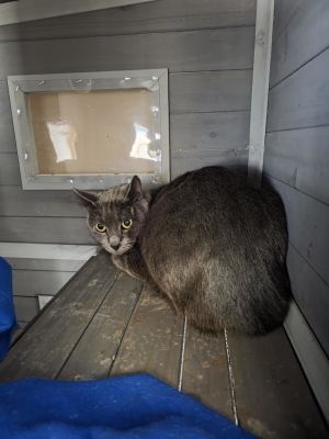 Benny - Very Skittish, Young Male Domestic Short Hair