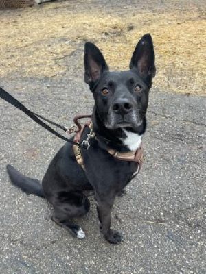 Ludwig - Np Litter, Adult Male German Shepherd Dog
