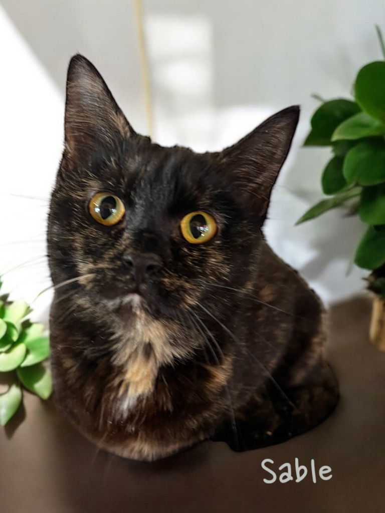 Sable