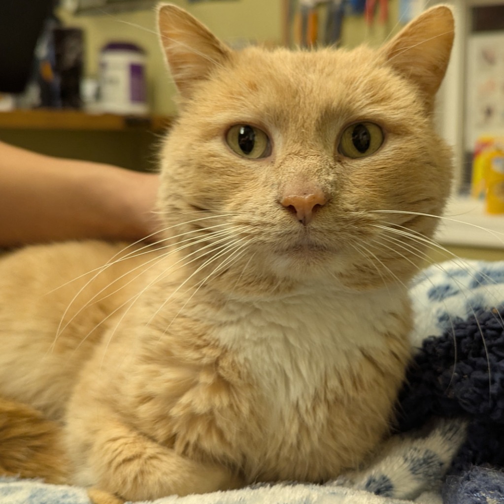 Old Man Orange
