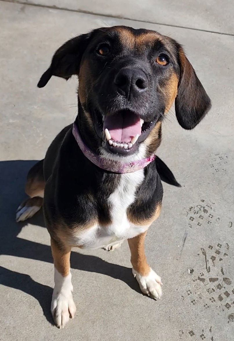 Daisy Mae