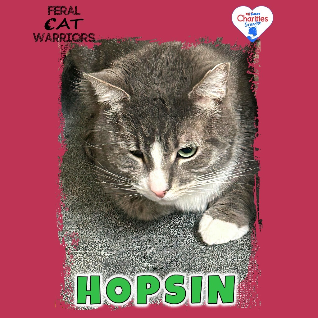 Hopsin K23347, an adoptable Domestic Short Hair in Kingman, AZ, 86401 | Photo Image 1