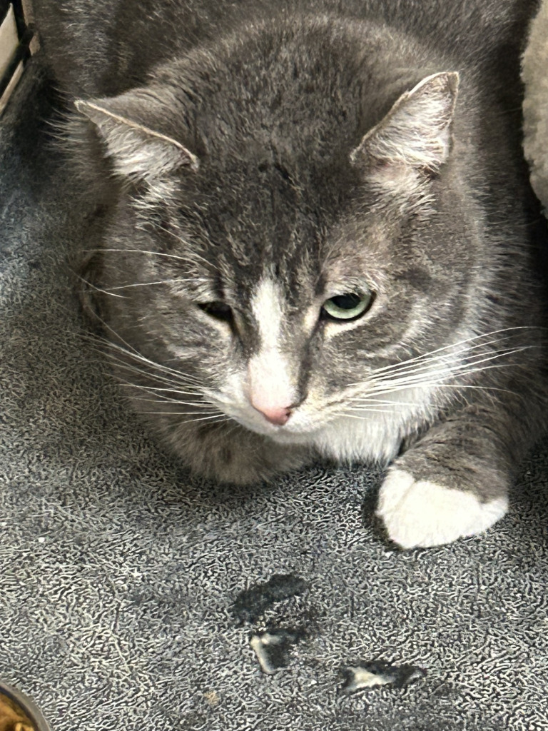 Hopsin K23347, an adoptable Domestic Short Hair in Kingman, AZ, 86401 | Photo Image 2