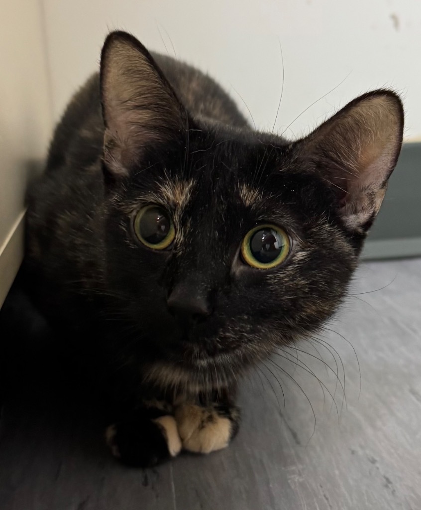 Momma Spice, an adoptable Domestic Short Hair in Winnipeg, MB, R3H 0M1 | Photo Image 1