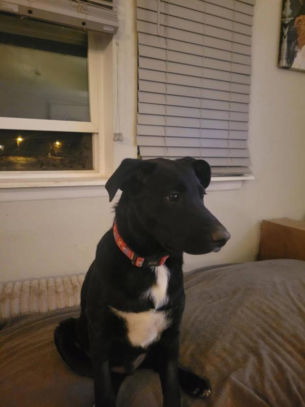Henry 43213, an adoptable Border Collie in Pocatello, ID, 83205 | Photo Image 2