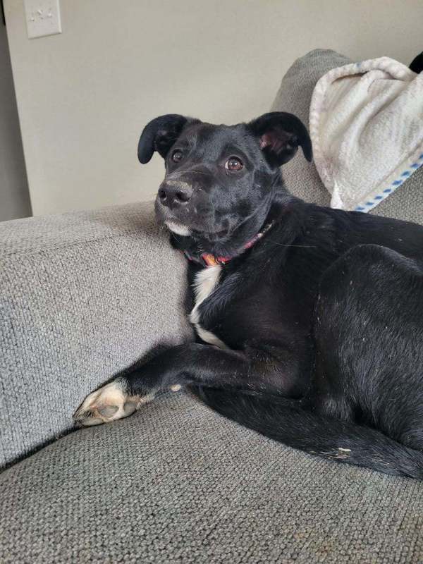 Henry 43213, an adoptable Border Collie in Pocatello, ID, 83205 | Photo Image 3
