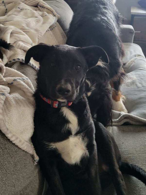 Henry 43213, an adoptable Border Collie in Pocatello, ID, 83205 | Photo Image 4