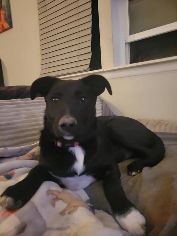Henry 43213, an adoptable Border Collie in Pocatello, ID, 83205 | Photo Image 5