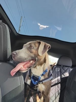 Parcel Mixed Breed Dog