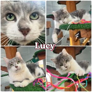 Lucy - Silo, Adult Female Domestic Short Hair