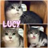 Lucy - Silo photo 3