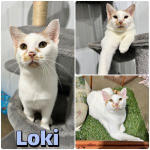 Loki, Adult Male Domestic Short Hair