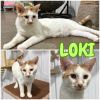 Loki photo 3
