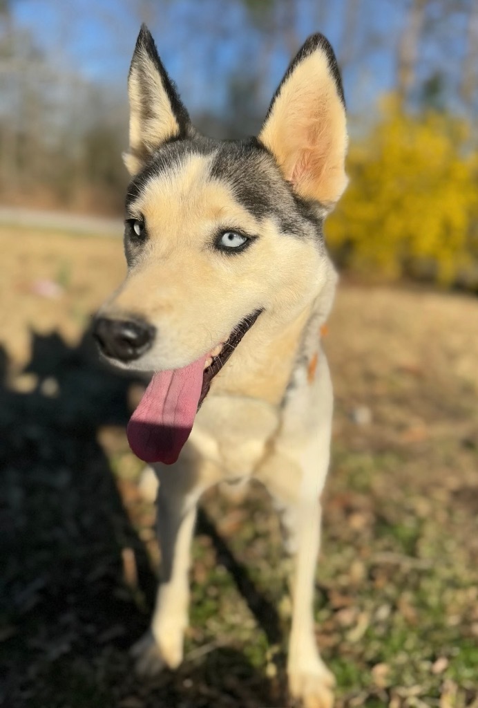 Sasha Mama