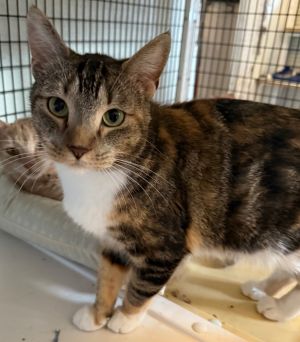 Lola, Adult Female Domestic Short Hair