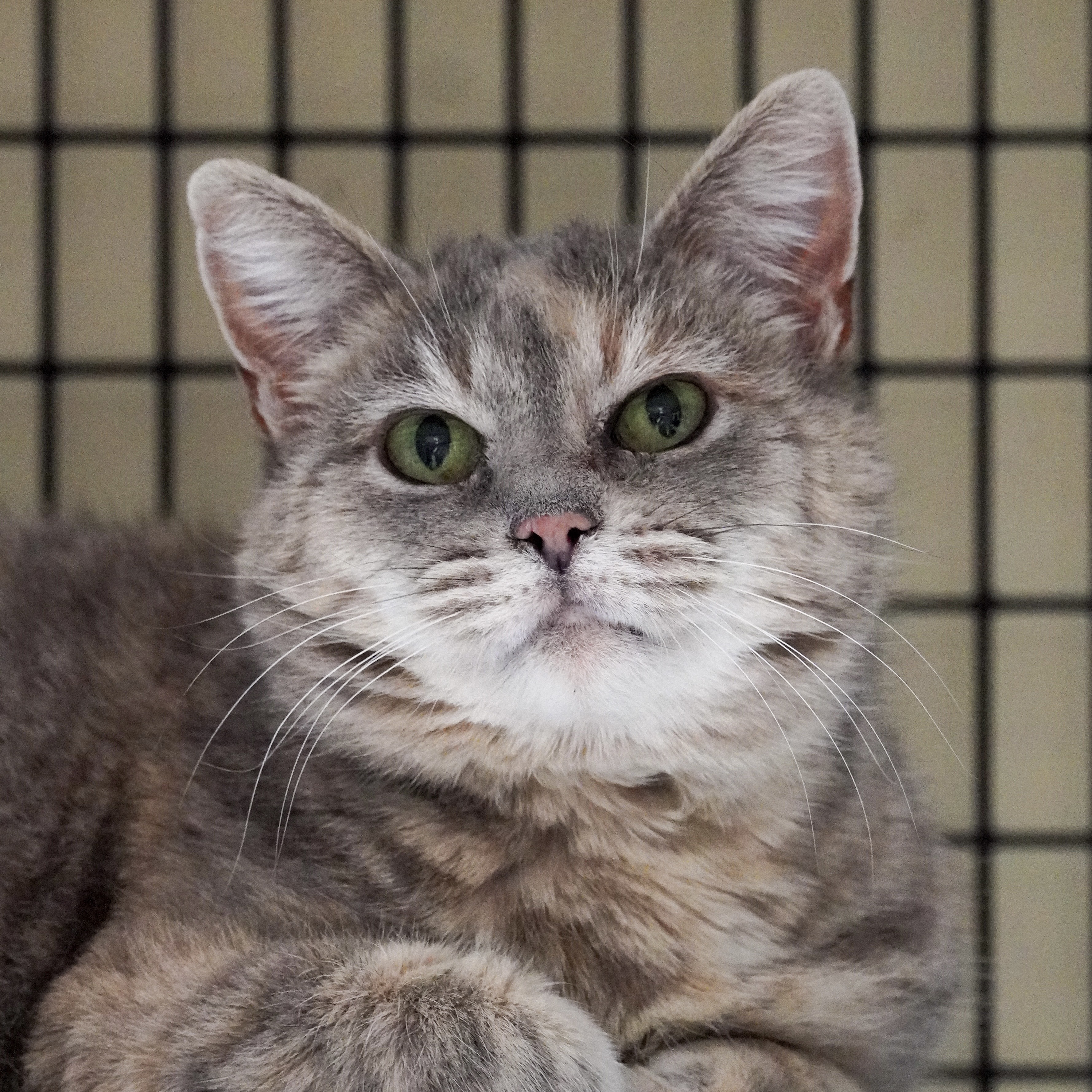 Reyna, an adoptable Domestic Short Hair in Santa Fe, NM, 87501 | Photo Image 1