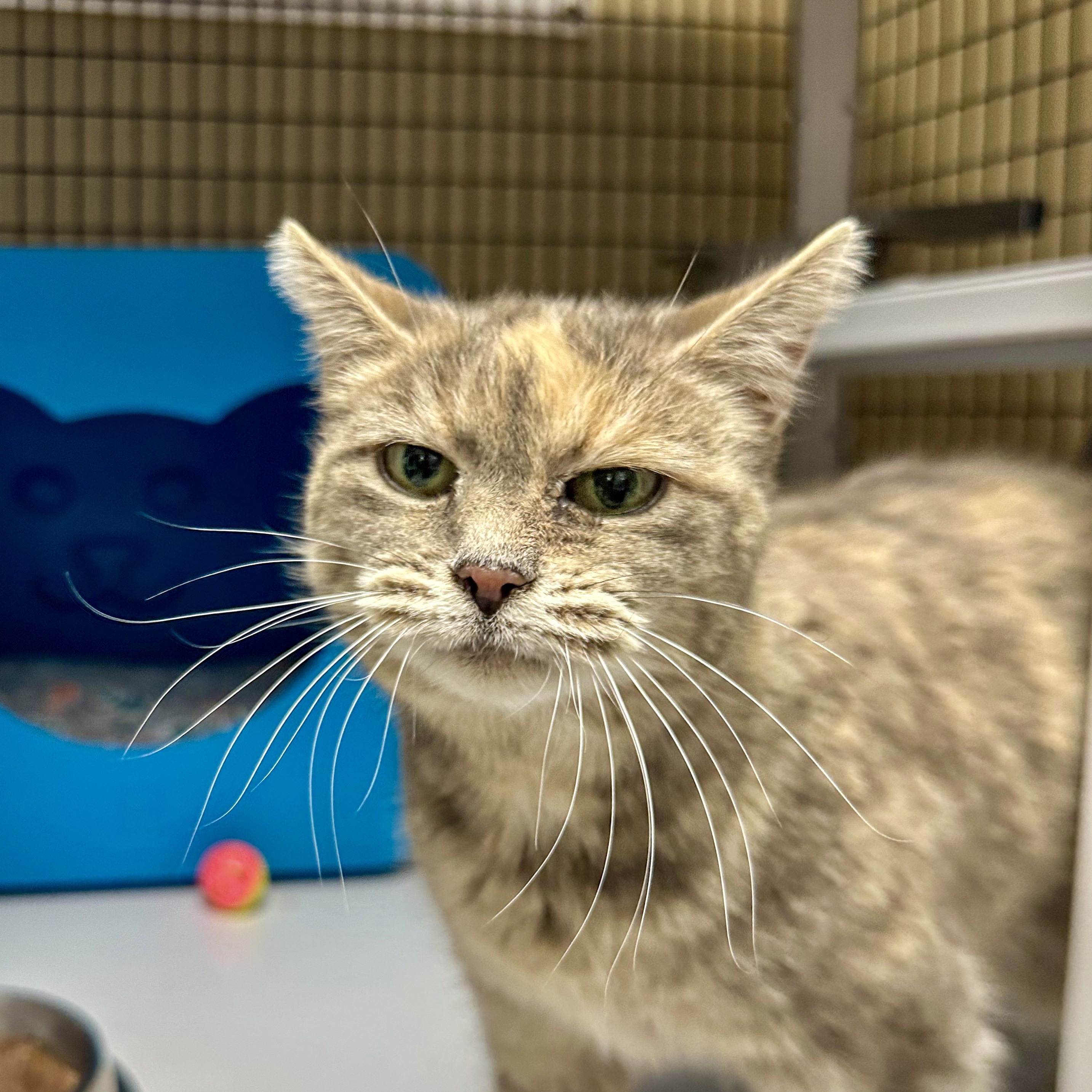Reyna, an adoptable Domestic Short Hair in Santa Fe, NM, 87501 | Photo Image 2