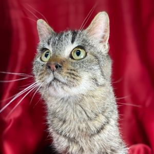 Teddy, Young Male Domestic Medium Hair