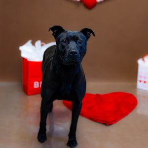 Primary Color Black Secondary Color Black Weight 50lbs Age 3yrs 3mths 0wks Animal has been Neute