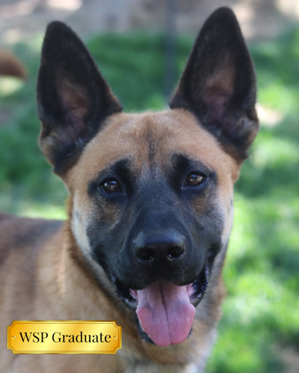 Ranger, an adoptable Mixed Breed in Walla Walla, WA, 99362 | Photo Image 1