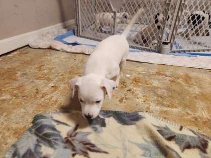 Brahman - IN FOSTER