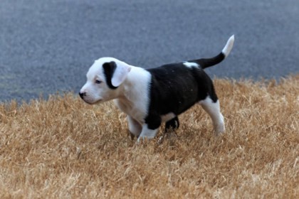 Brangus - ADOPTED 1
