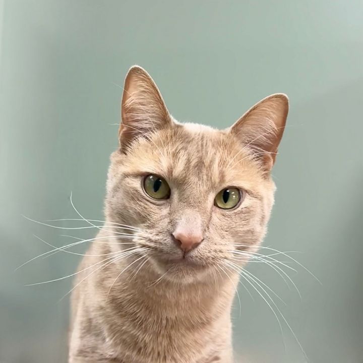 Sammy Jr 1