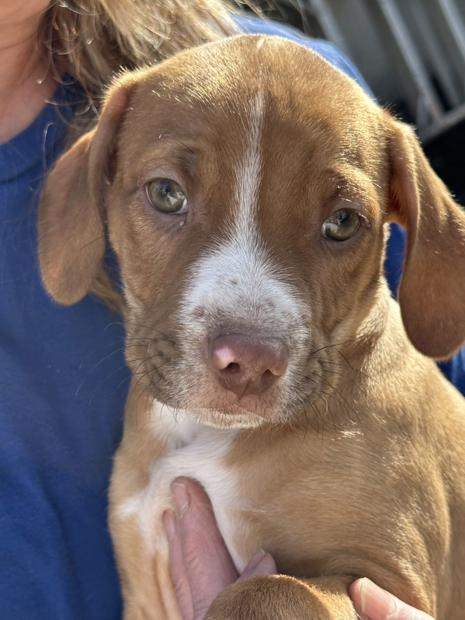 Hershey, an adoptable Cattle Dog, Pit Bull Terrier in Polson, MT, 59860 | Photo Image 1
