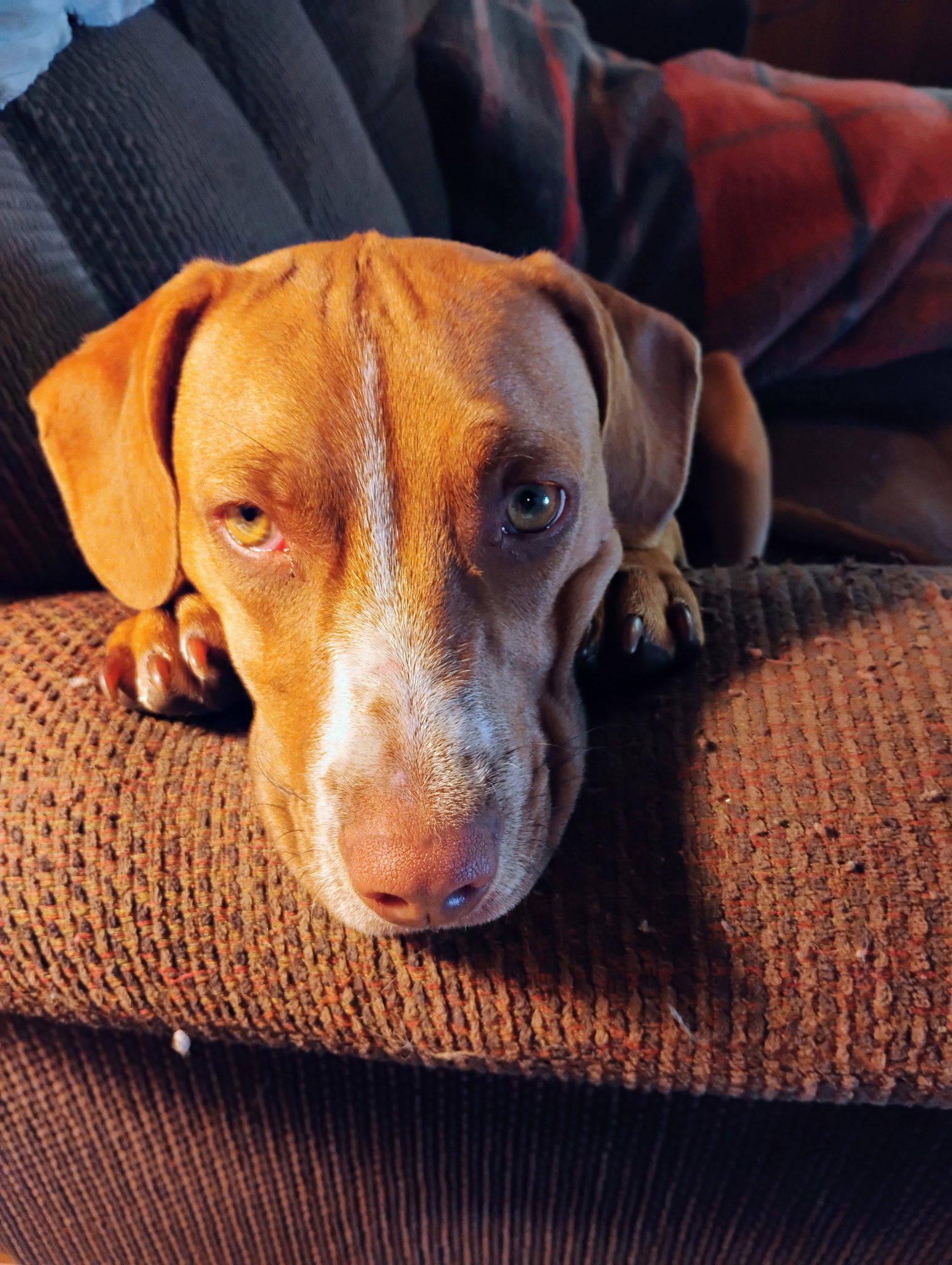 Hershey, an adoptable Pit Bull Terrier, Chihuahua in Polson, MT, 59860 | Photo Image 1