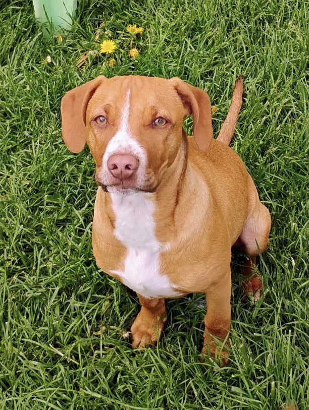 Hershey, an adoptable Pit Bull Terrier, Chihuahua in Polson, MT, 59860 | Photo Image 2