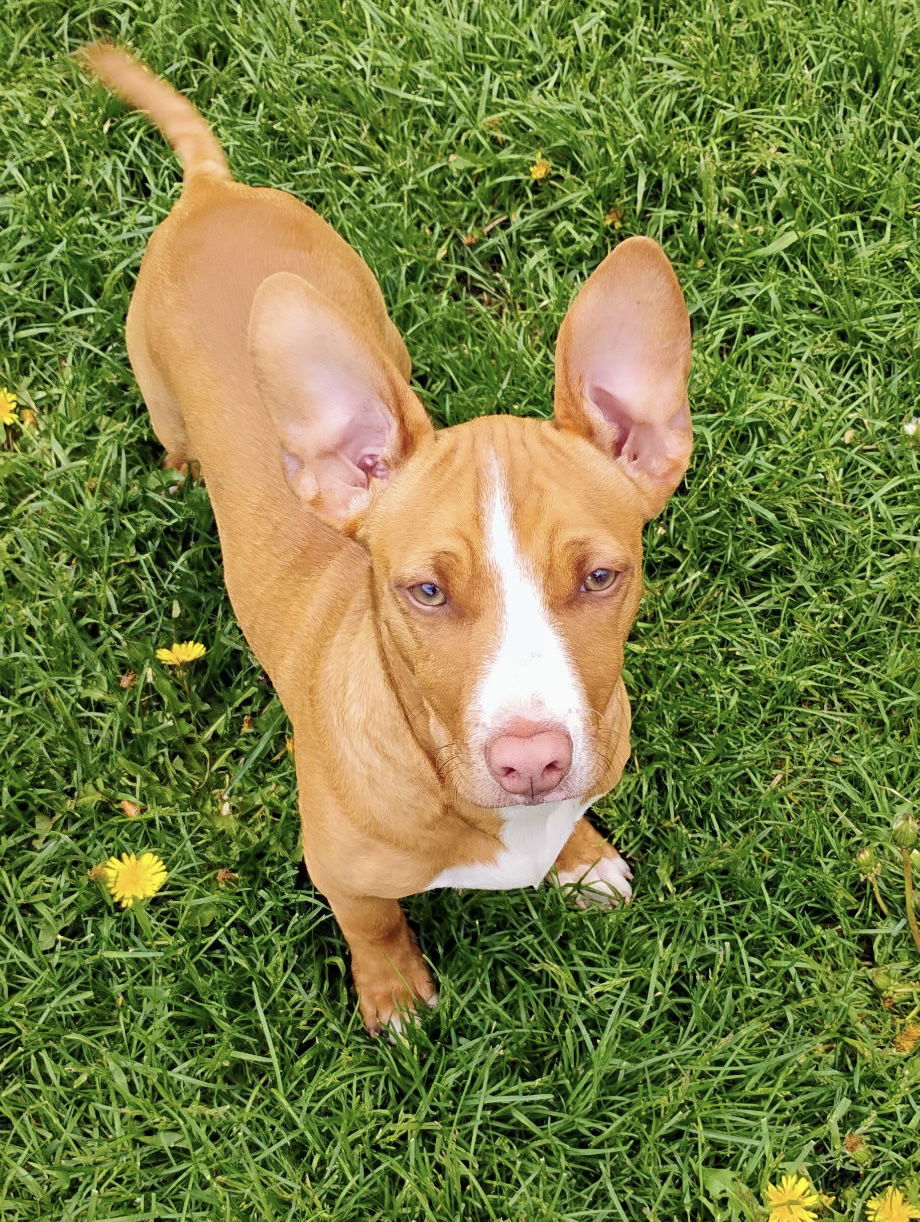 Rolo, an adoptable Pit Bull Terrier, Chihuahua in Polson, MT, 59860 | Photo Image 1