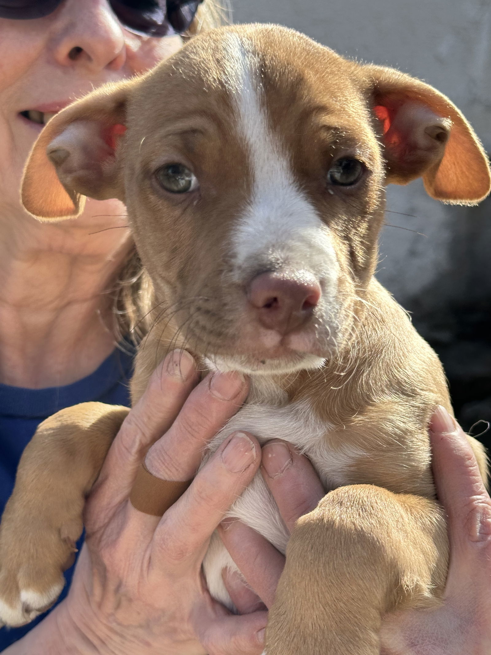 Rolo, an adoptable Pit Bull Terrier, Chihuahua in Polson, MT, 59860 | Photo Image 2