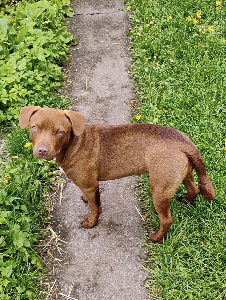 KitKat, an adoptable Cattle Dog, Pit Bull Terrier in Polson, MT, 59860 | Photo Image 1
