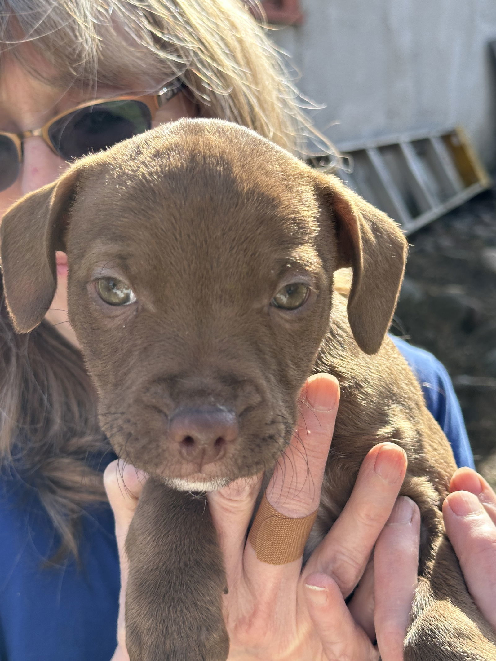 KitKat, an adoptable Cattle Dog, Pit Bull Terrier in Polson, MT, 59860 | Photo Image 2