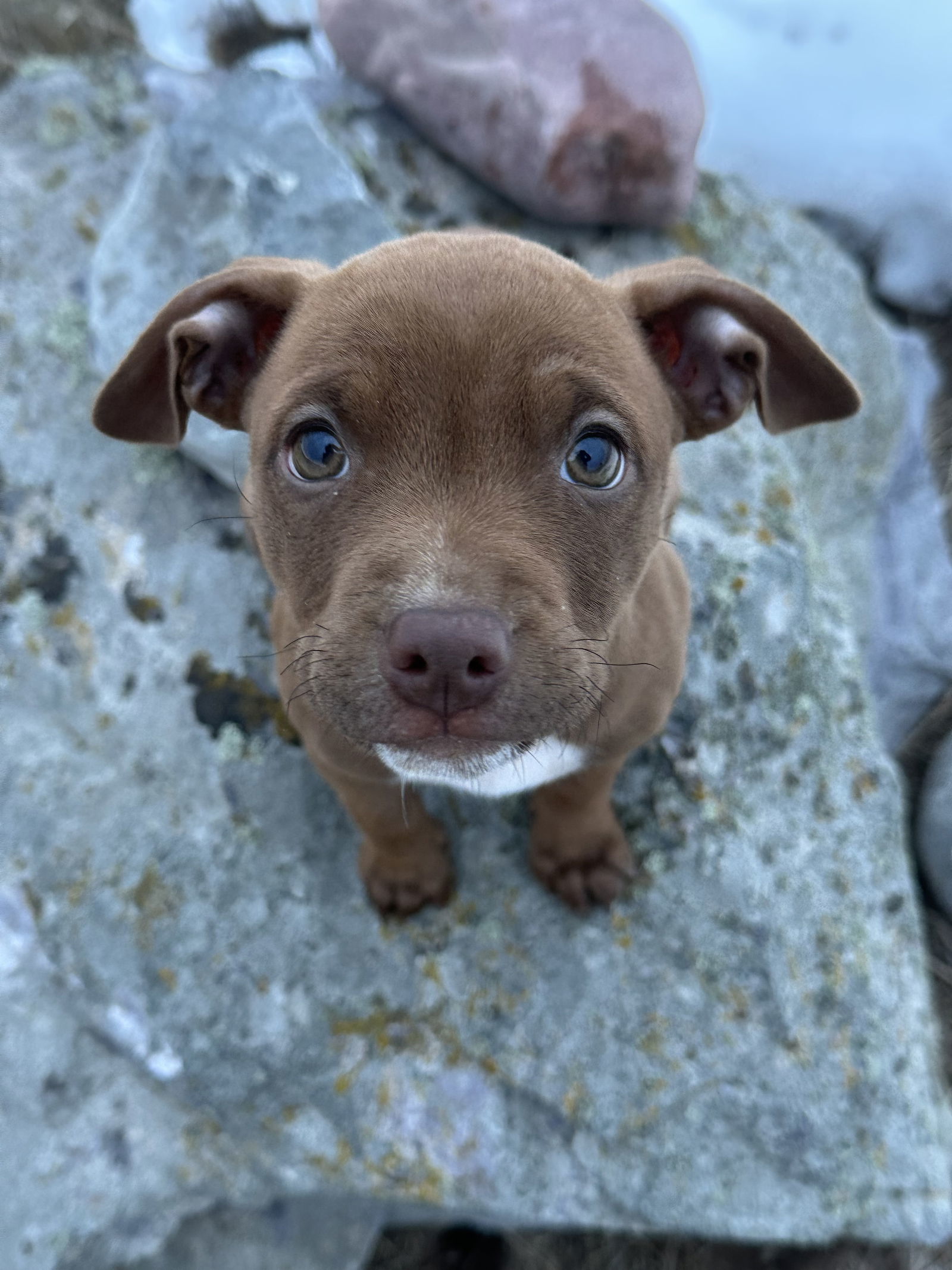 Baby Ruth, an adoptable Cattle Dog, Pit Bull Terrier in Polson, MT, 59860 | Photo Image 1