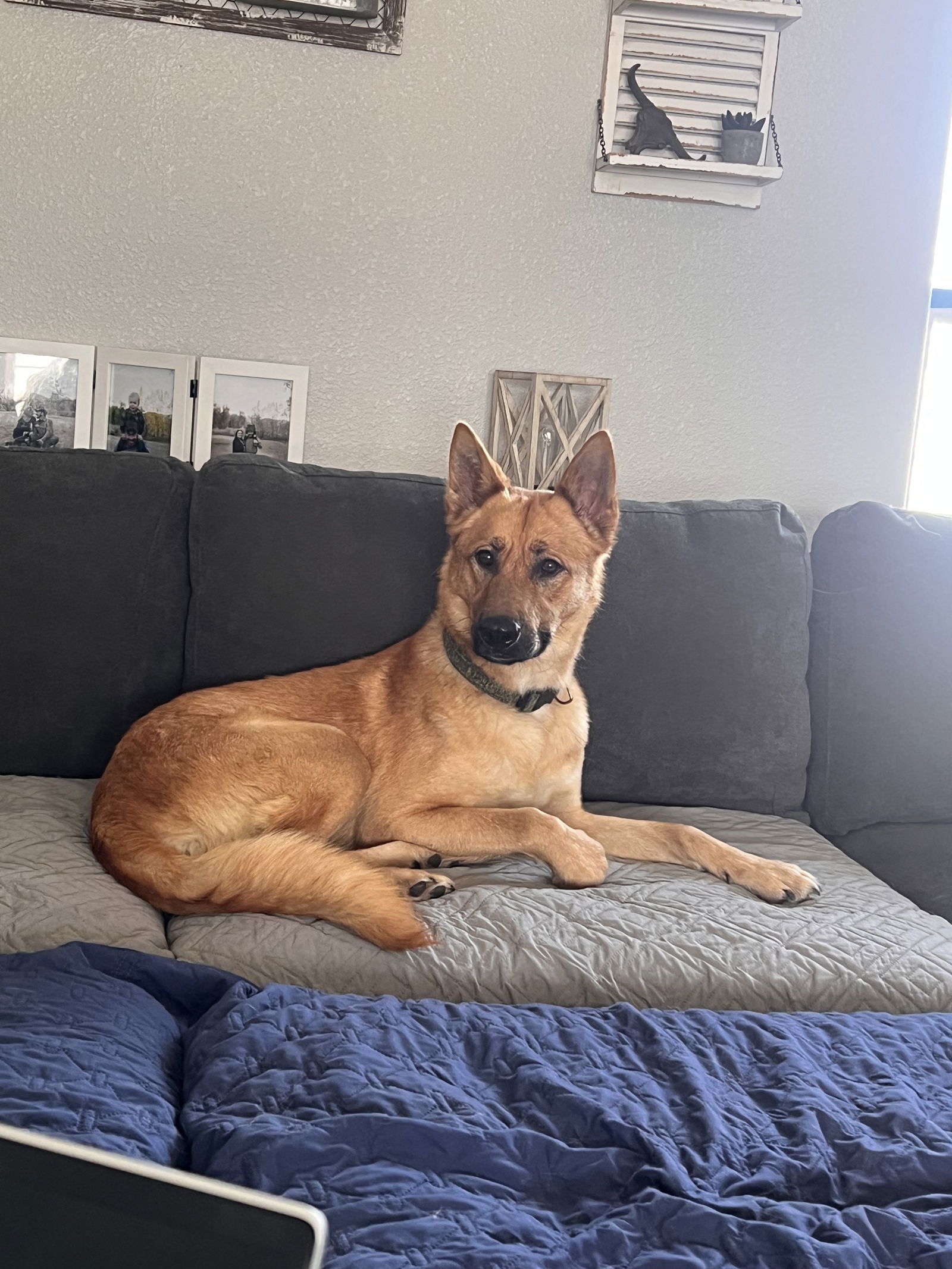 Marley, an adoptable German Shepherd Dog in Polson, MT, 59860 | Photo Image 1