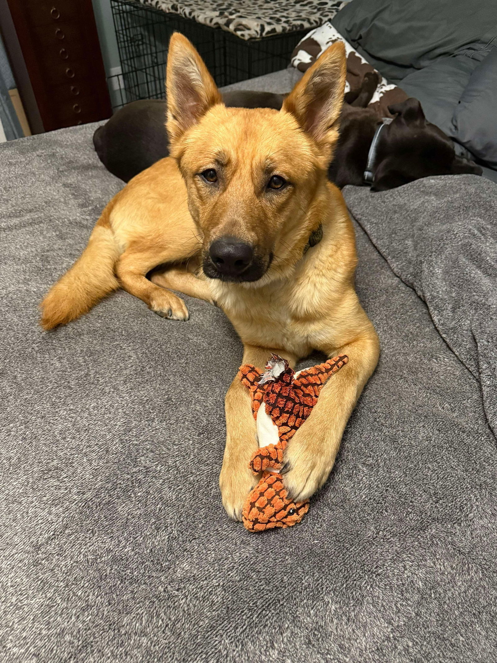 Marley, an adoptable German Shepherd Dog in Polson, MT, 59860 | Photo Image 2