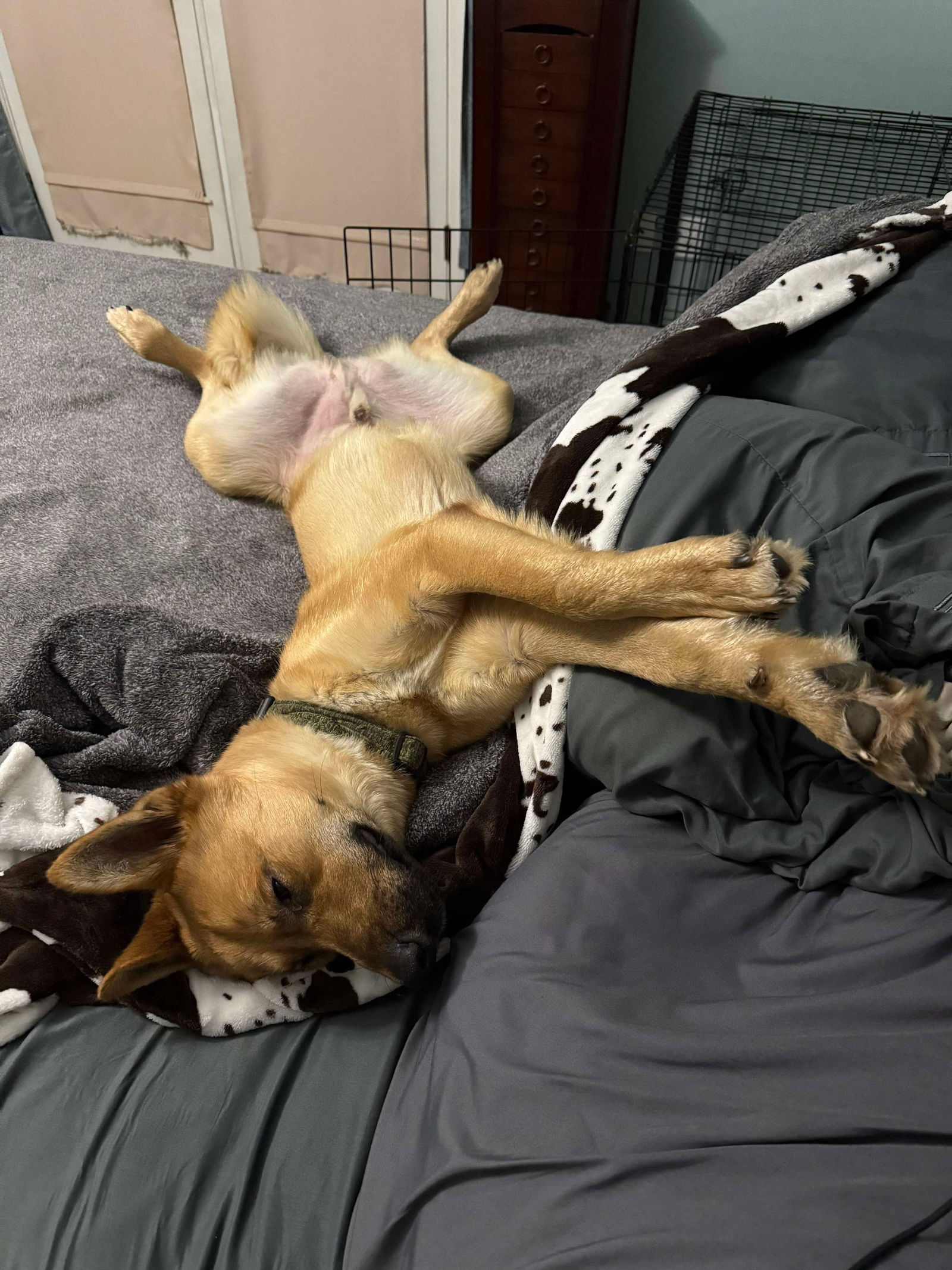 Marley, an adoptable German Shepherd Dog in Polson, MT, 59860 | Photo Image 3