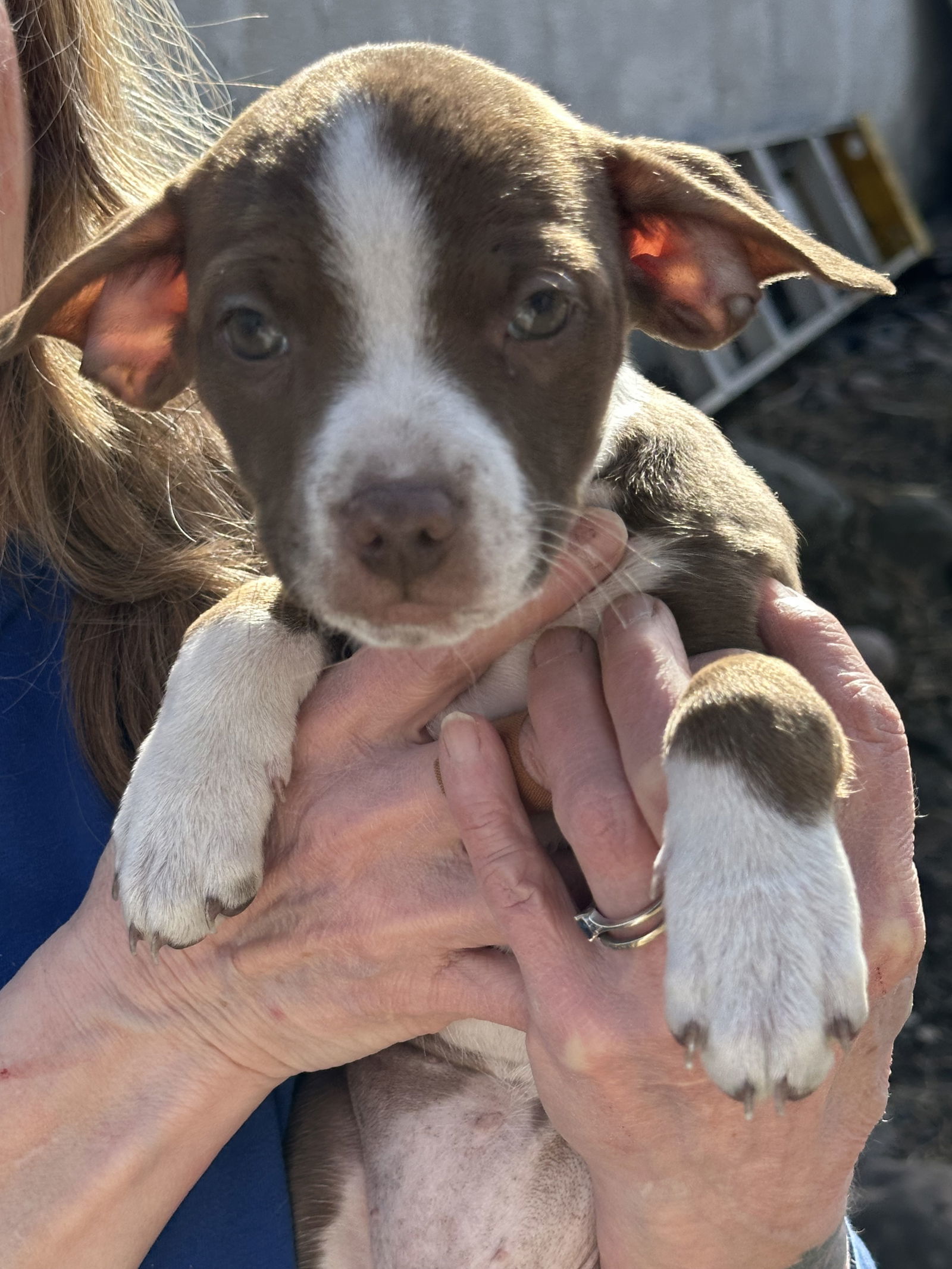 Twix, an adoptable Cattle Dog, Pit Bull Terrier in Polson, MT, 59860 | Photo Image 1