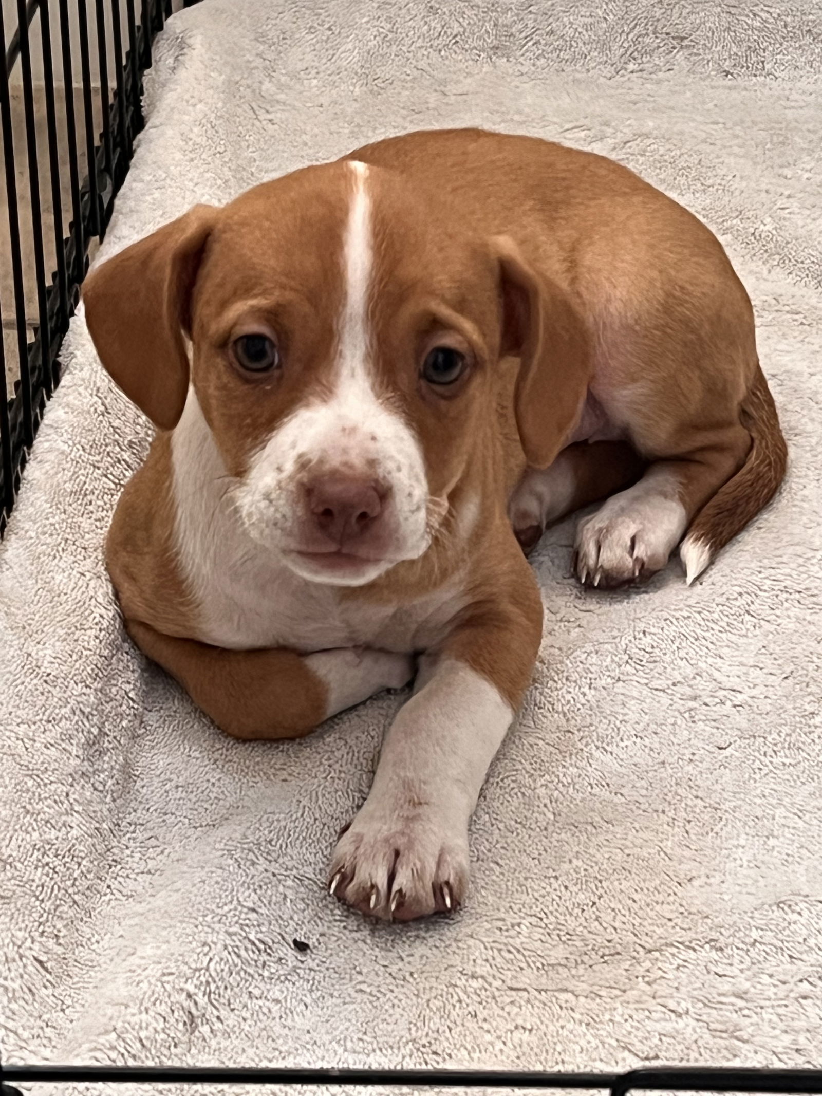 Toffee, an adoptable Cattle Dog, Pit Bull Terrier in Polson, MT, 59860 | Photo Image 1