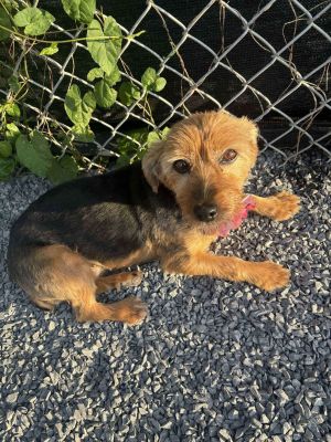 Desi, Adult Female Yorkshire Terrier