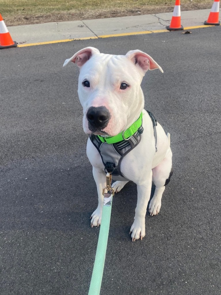 Krypto