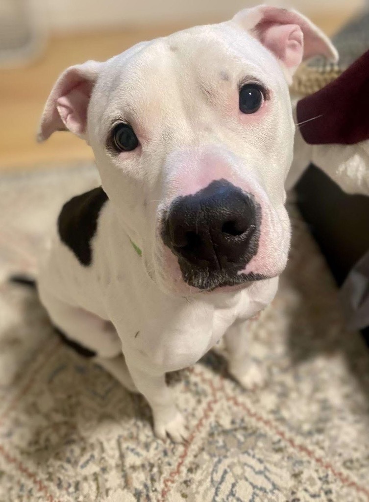 Krypto