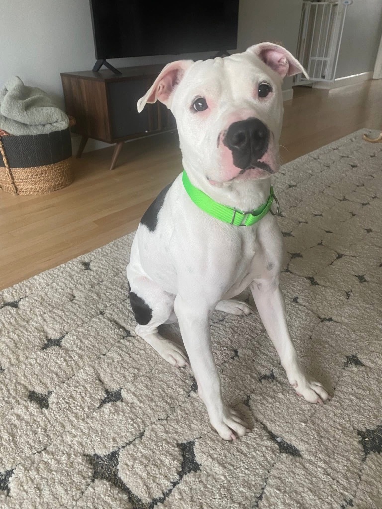 Krypto