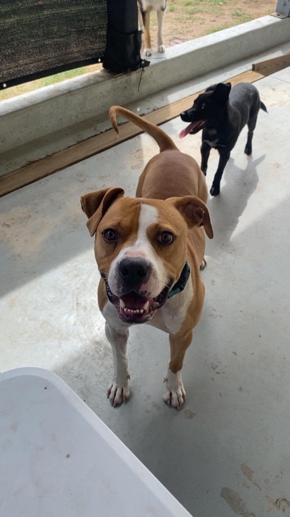 Whiskey, an adoptable Pit Bull Terrier, Boxer in Pratt, KS, 67124 | Photo Image 1