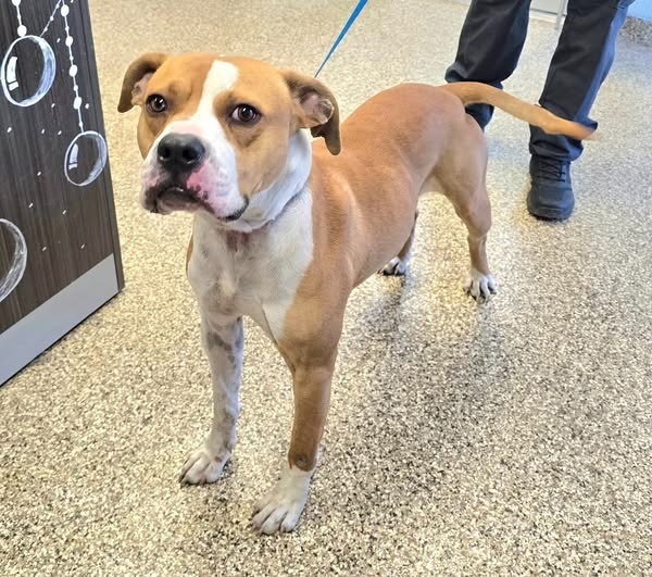 Whiskey, an adoptable Pit Bull Terrier, Boxer in Pratt, KS, 67124 | Photo Image 2