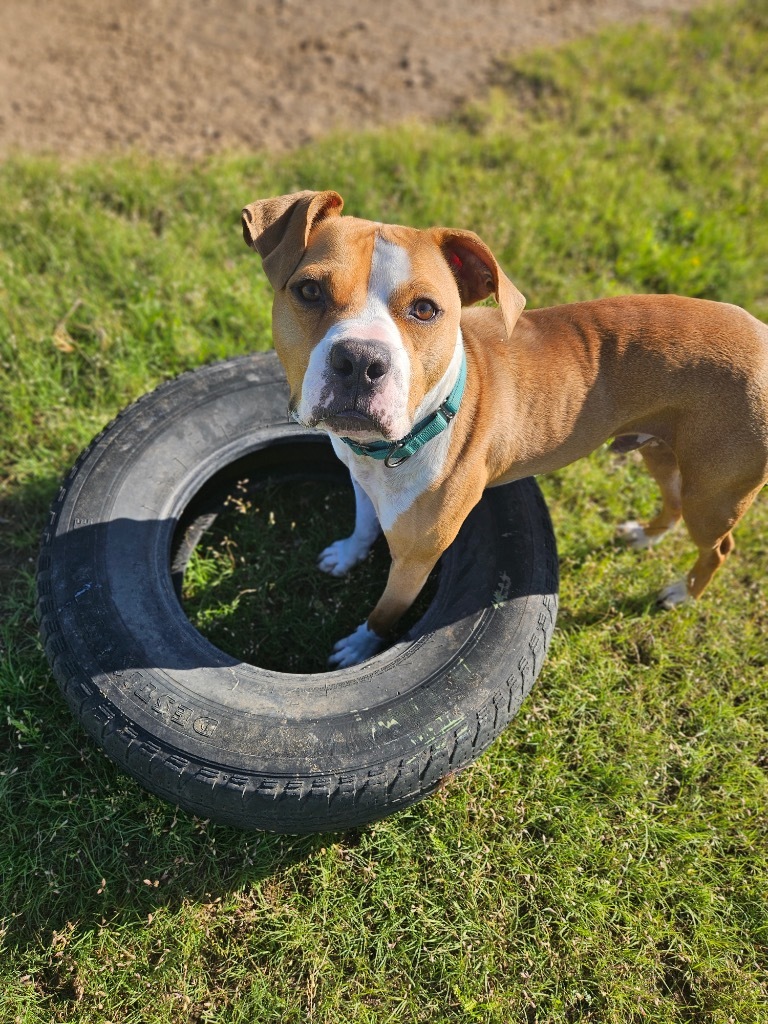 Whiskey, an adoptable Pit Bull Terrier, Boxer in Pratt, KS, 67124 | Photo Image 3