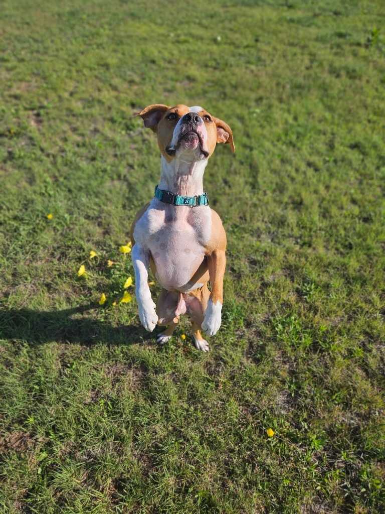 Whiskey, an adoptable Pit Bull Terrier, Boxer in Pratt, KS, 67124 | Photo Image 4