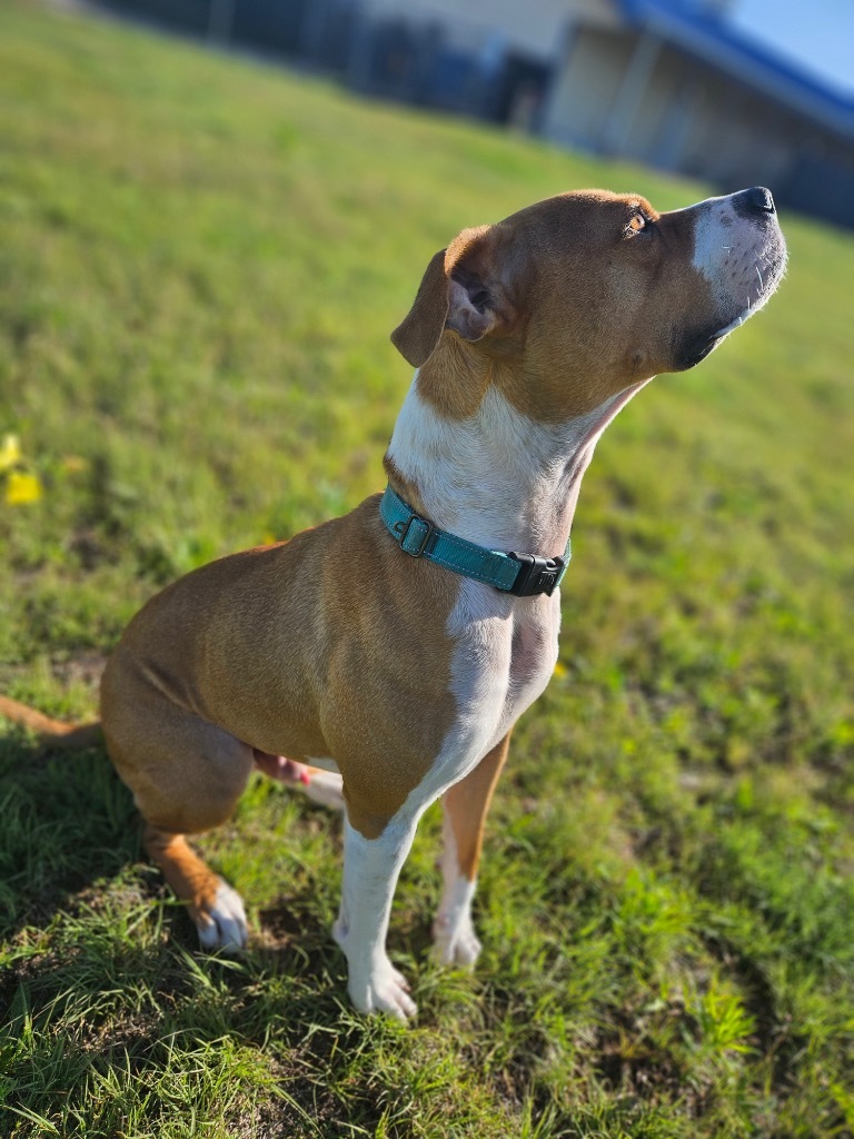 Whiskey, an adoptable Pit Bull Terrier, Boxer in Pratt, KS, 67124 | Photo Image 5
