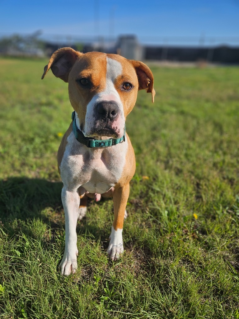 Whiskey, an adoptable Pit Bull Terrier, Boxer in Pratt, KS, 67124 | Photo Image 6